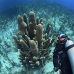 coral_pillar_oc_jar_v_0639_cub2442.jpg